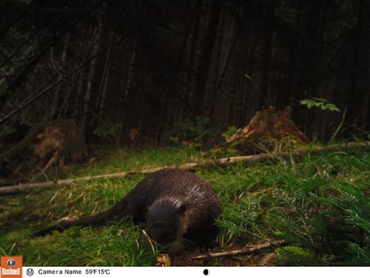 Otter's Big Debut