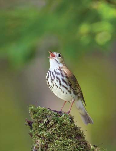 Ovenbird