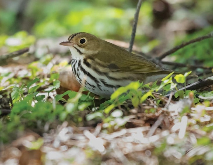 Ovenbird