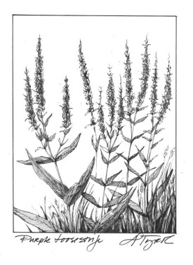 p_loosestrife.jpg thumbnail