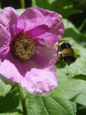 The Buzz on Pollination