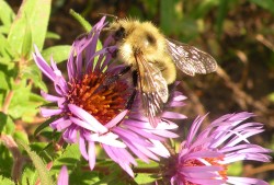 The Buzz on Pollination Photo: Virginia Barlow