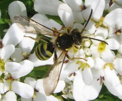 The Buzz on Pollination Photo: Beatriz Moisset