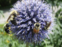 The Buzz on Pollination Photo: Leif Richardson