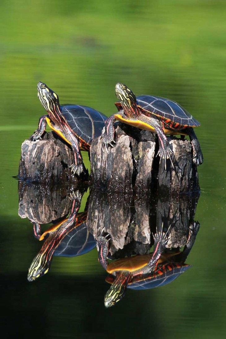 Painted turtles