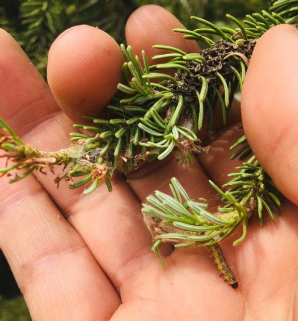 Forest Entomology with Mike Parisio