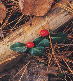 partridgeberry.jpg