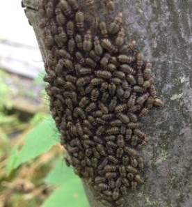 party_on_tree.jpg thumbnail