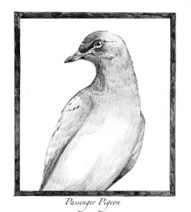 Passenger_Pigeon.jpg thumbnail