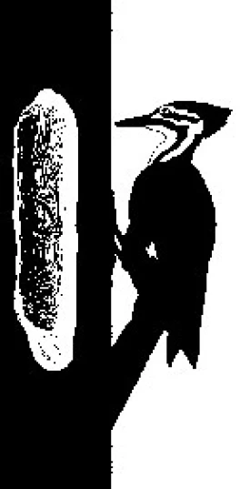 pecker.JPG thumbnail