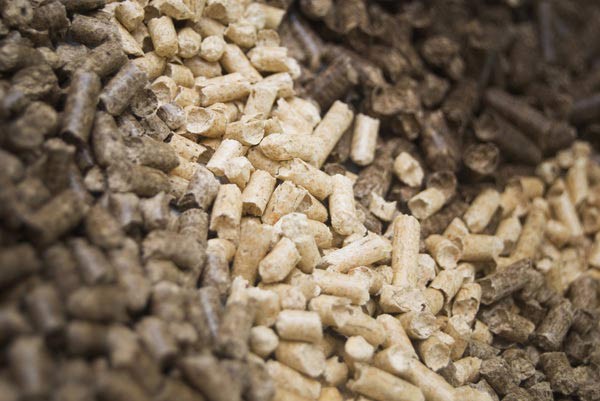 The Burning Question: Is Biomass Right for the Northeast?