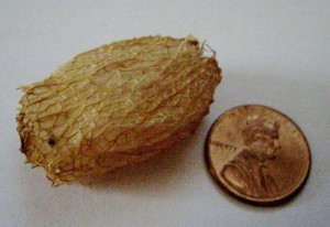 Mini Loofah thumbnail