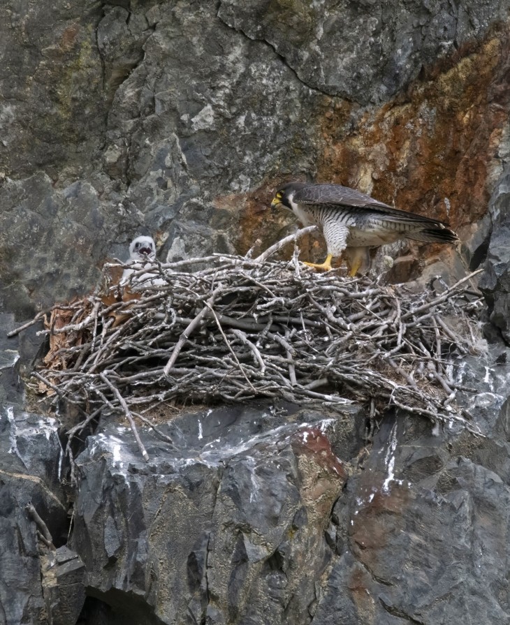 Peregrine falcons