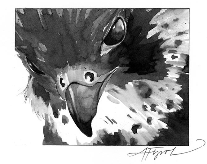 A New Threat for Peregrine Falcons? thumbnail