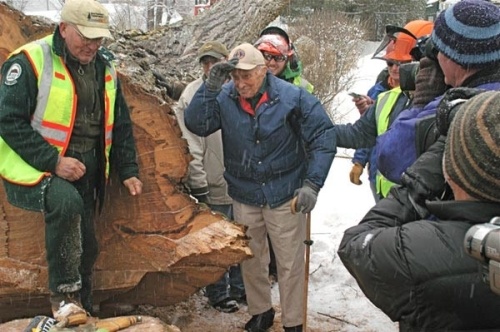 Saving Herbie: New Life for a 217-year-old American Elm