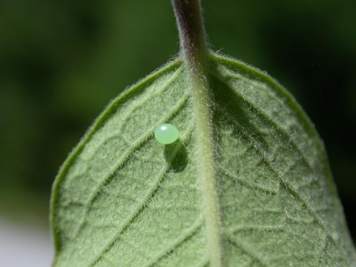 pfeiffer_web.jpg Image