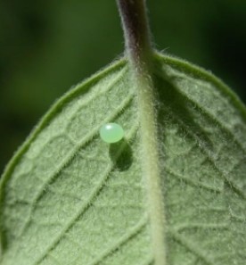 pfeiffer_web.jpg thumbnail