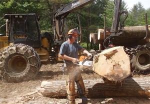 Field Work: At Work Buying Veneer Logs With Phil Stannard thumbnail