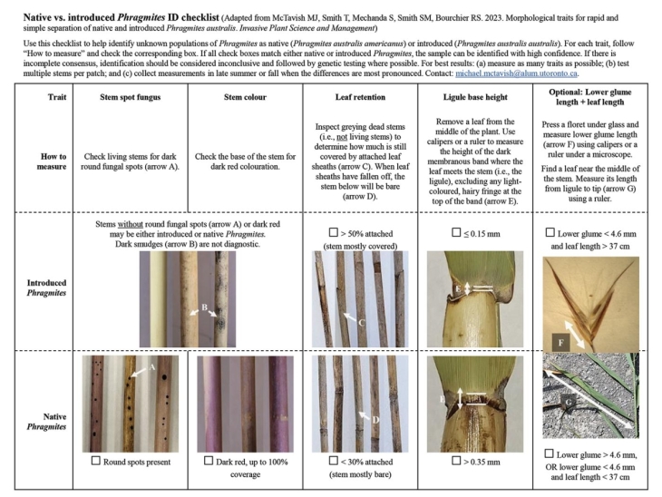 Native vs. Introduced Phragmites ID Checklist