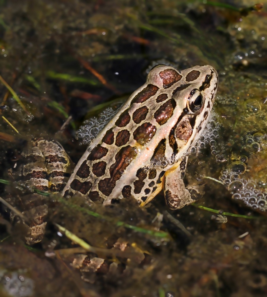 Pickerel frog