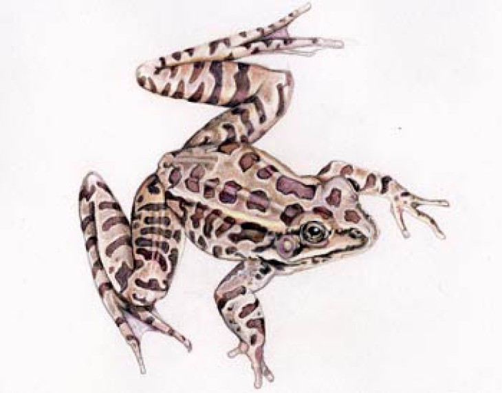pickerel_frog_web-5.jpg