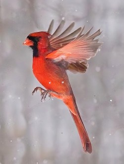 Cardinal Photo: Robert Piepsny