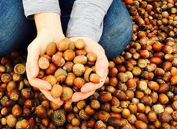 The Maple Syrup Model: Conserving Small Woodlots with Acorn-Finished Pork