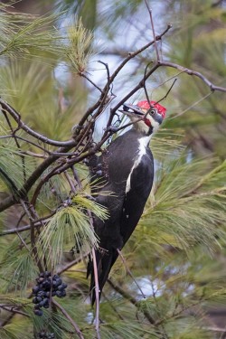 pileated_eating_grapes_web12.jpg