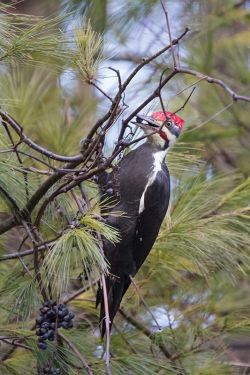 pileated_eating_grapes_web12.jpg