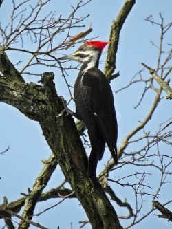pileated_woodpecker1.jpg