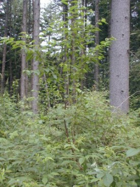 pincherry.JPG thumbnail