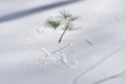 pine-print-18mar2019.jpg