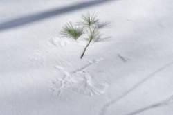 pine-print-18mar2019.jpg