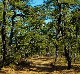 Yankee Tarheels: Remembering the Pitch Pine Industry of Colonial America thumbnail