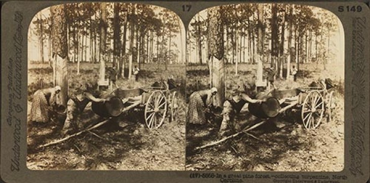 pine_barrens5.jpg