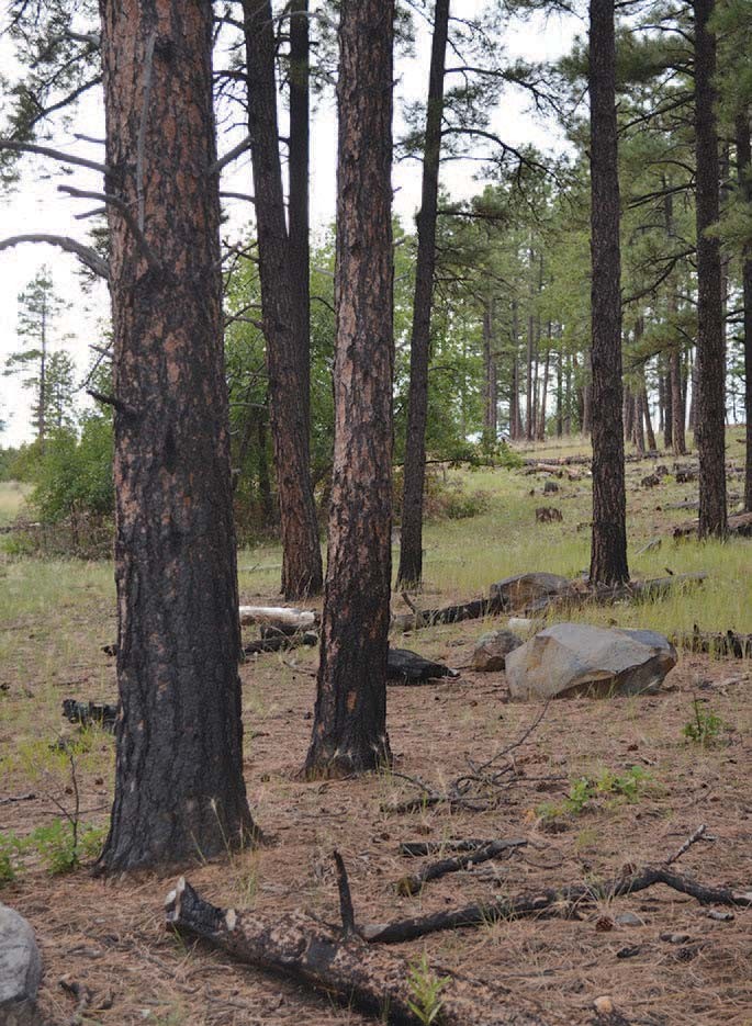 Rejuvenated by Fire: Arizona’s Ponderosa Pine Forests