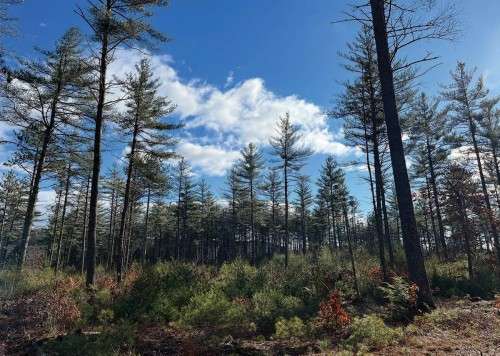 White pine harvest followup