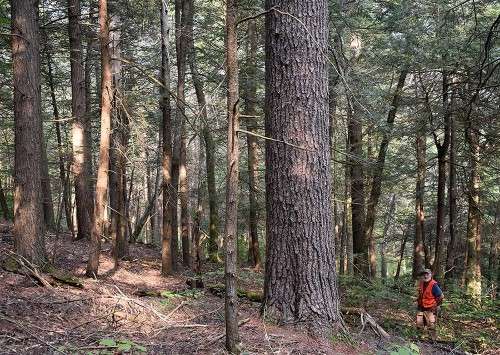 Forester in woods