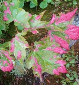 pinkie.JPG thumbnail