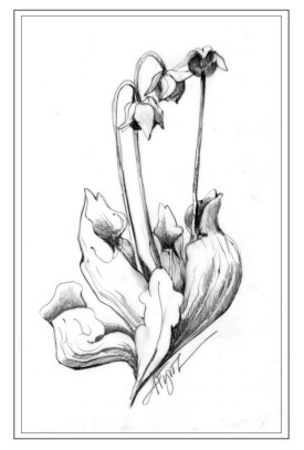 Pitcher_plant2.jpg thumbnail