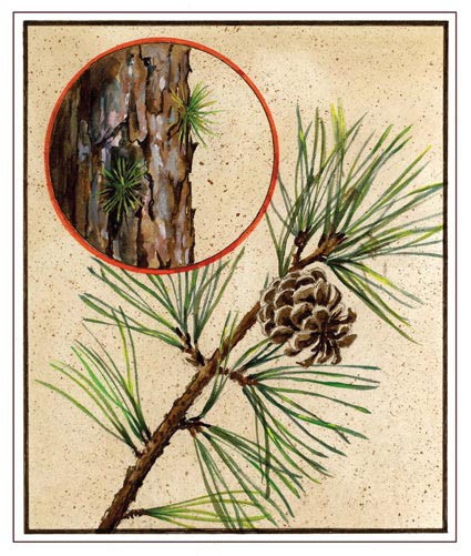 Pitch Pine, Pinus rigida