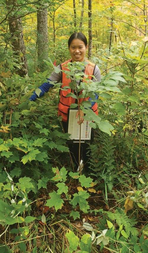 Planting seedlings