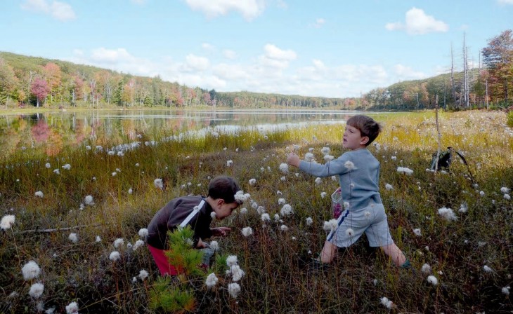 Picking cranberries