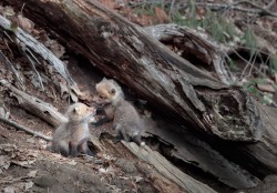 Fox Family Life Photo: Northern Woodlands