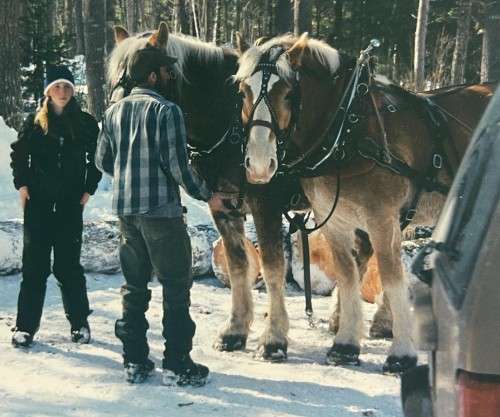 Horse logging