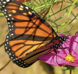 pollinator.jpg thumbnail