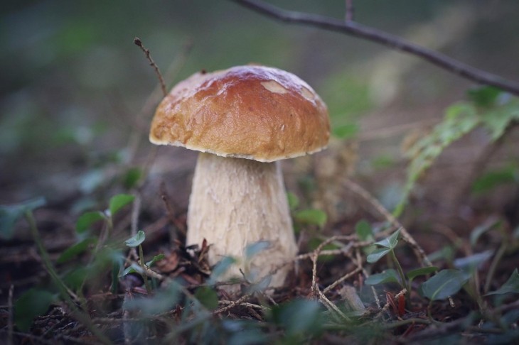 Forest Foraging with Ari Rockland-Miller and Jenna Antonino DiMare