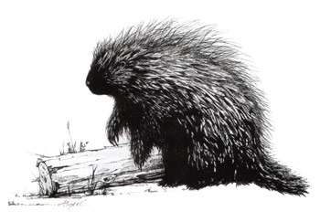 porcupine_.jpg