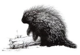 porcupine_.jpg thumbnail