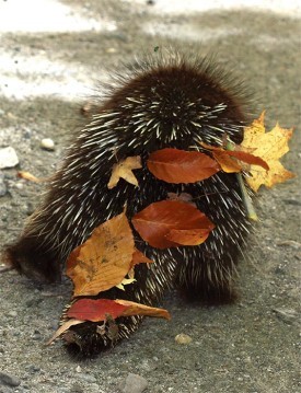 porcupine_mary_holland_aut16.jpg thumbnail
